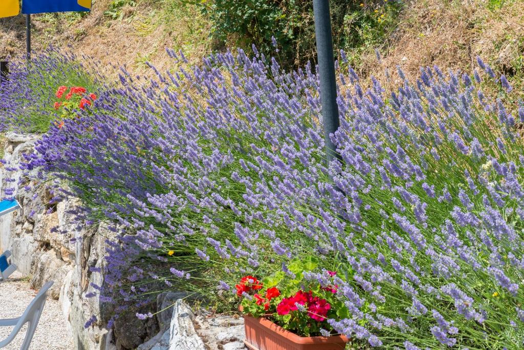 Zahrada ubytování Agriturismo Monte Acuto