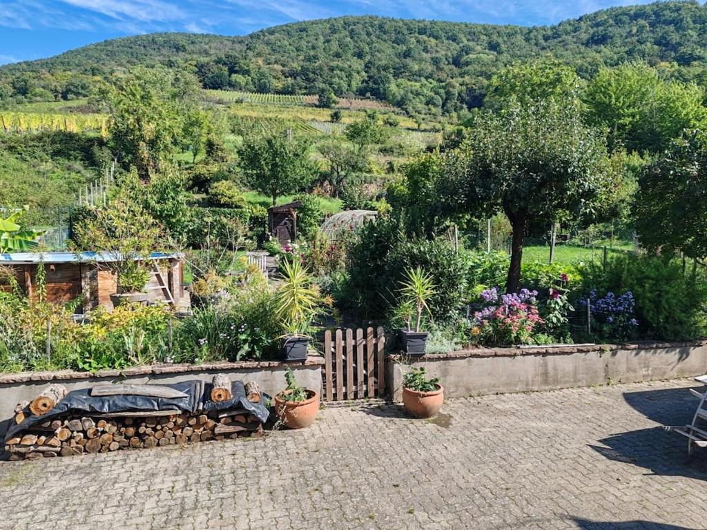Chez Lulu - Maison au calme à Kaysersberg – photo 17
