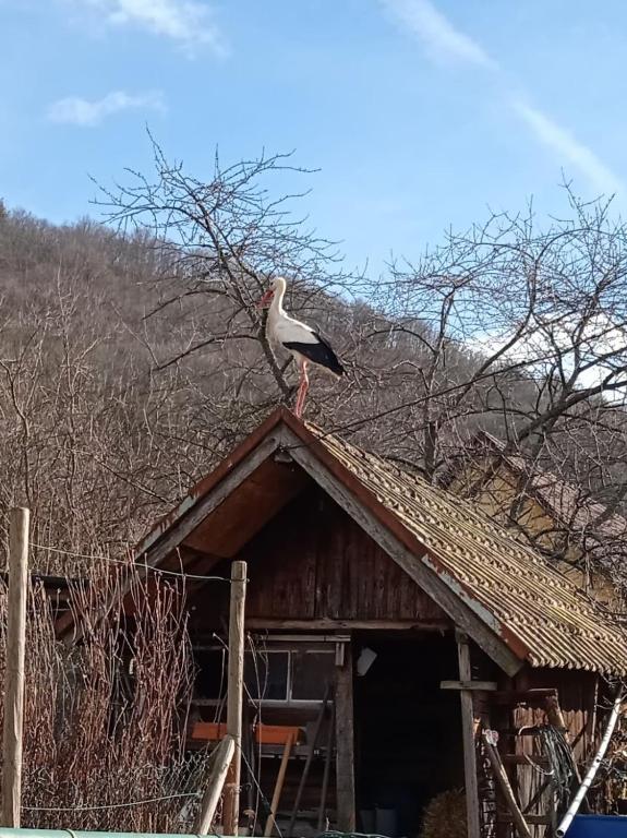 Chez Lulu - Maison au calme à Kaysersberg – photo 47