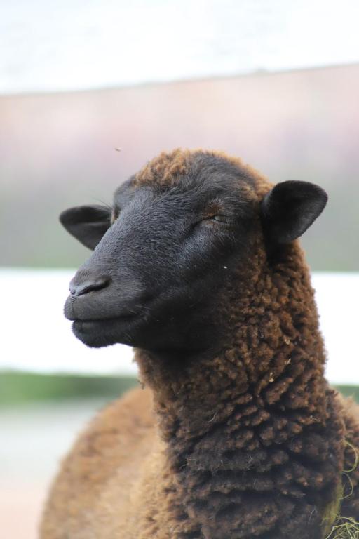 a close up of a black sheep at Granja & Vivero Lavanda in Texcoco de Mora