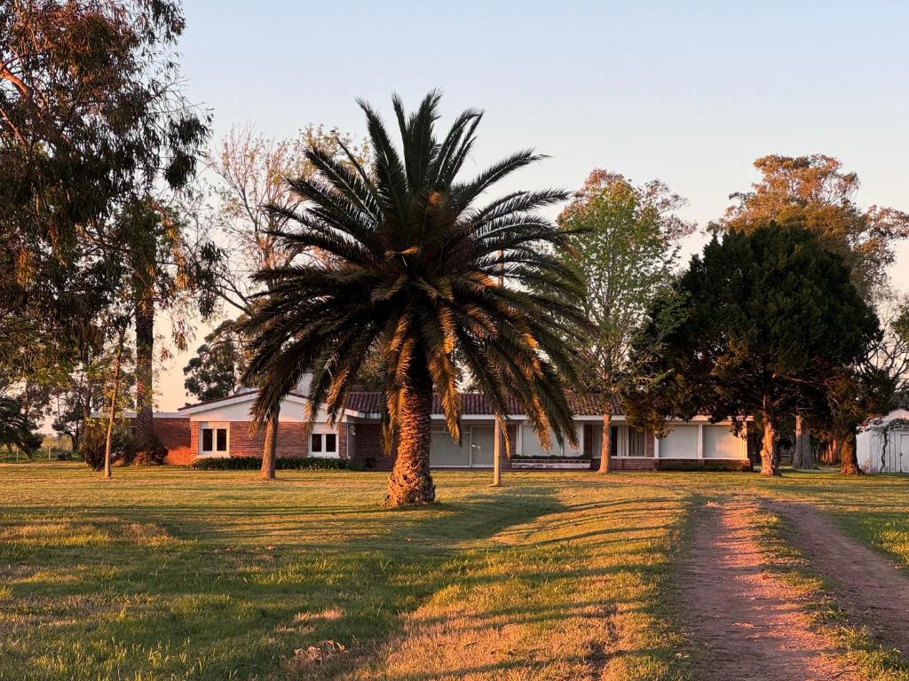 un palmier dans un champ devant une maison dans l'établissement El Caburé - Casa de Campo, à Young