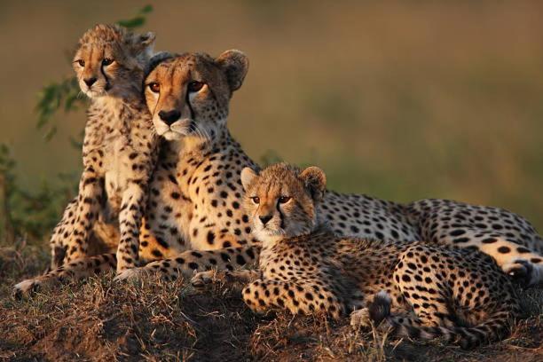four cheetahs sitting on top of a hill at Orpul safaris camp in Sekenani