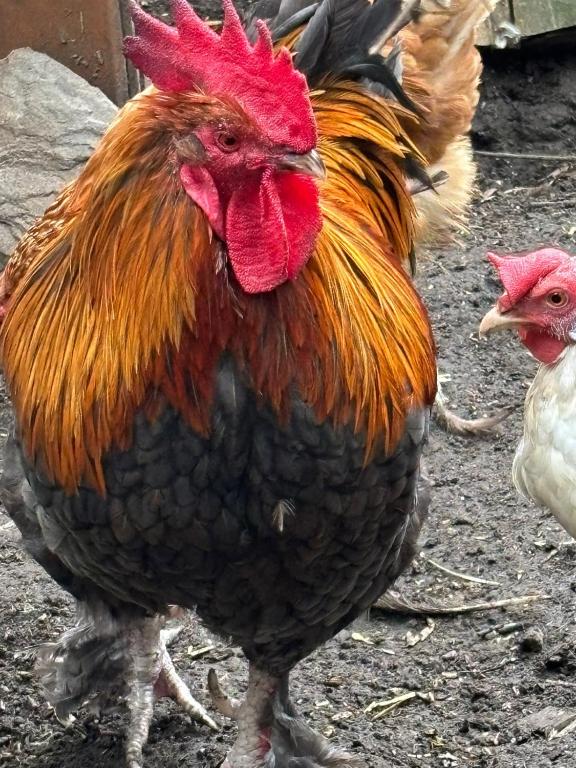 a rooster standing on the ground with another chicken at bei GRETA Wohnung 77 in Marl