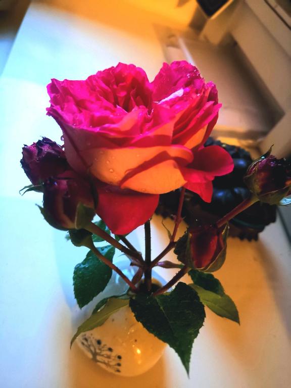 a red rose in a vase on a table at Rosen Garten Haus in Titisee-Neustadt