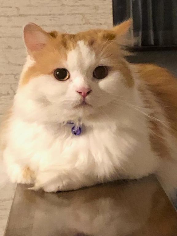een oranje en witte kat op een tafel bij T'S House Numazu in Numazu