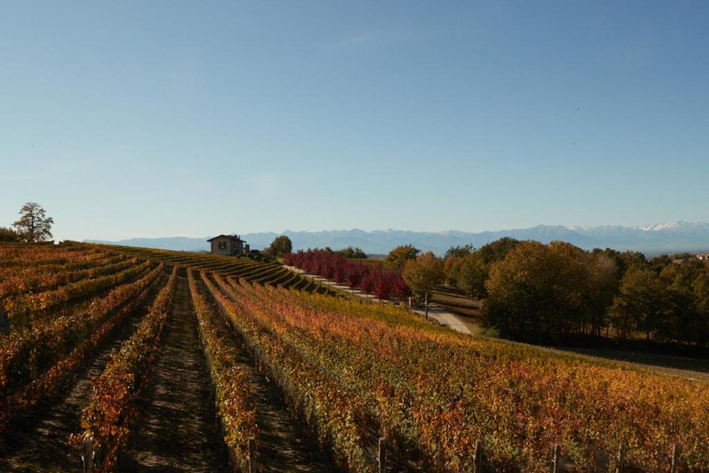 ein Feldanbau auf der Straße in der Unterkunft Cantina dei 5 Sogni in Monforte dʼAlba