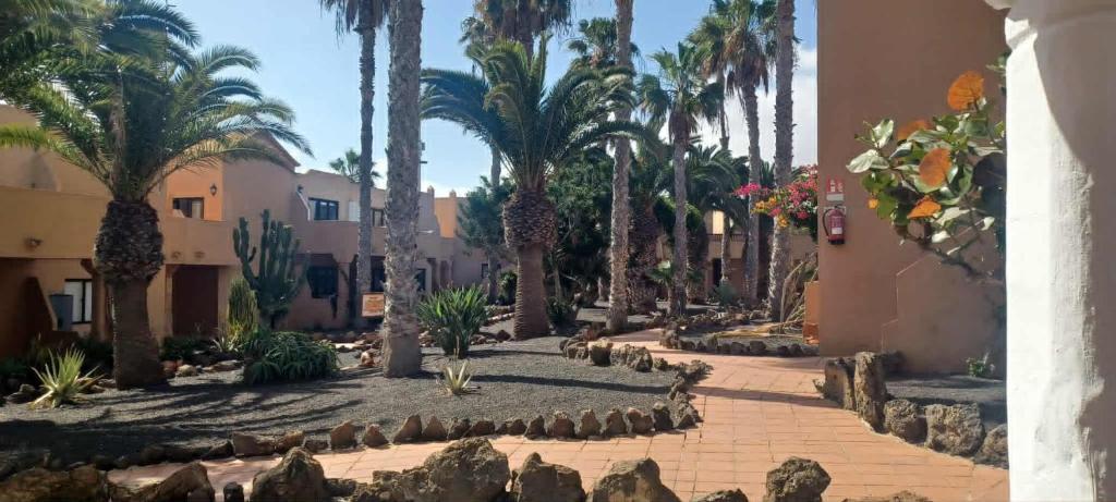 a courtyard with palm trees and a walkway at Casa Camila in Corralejo