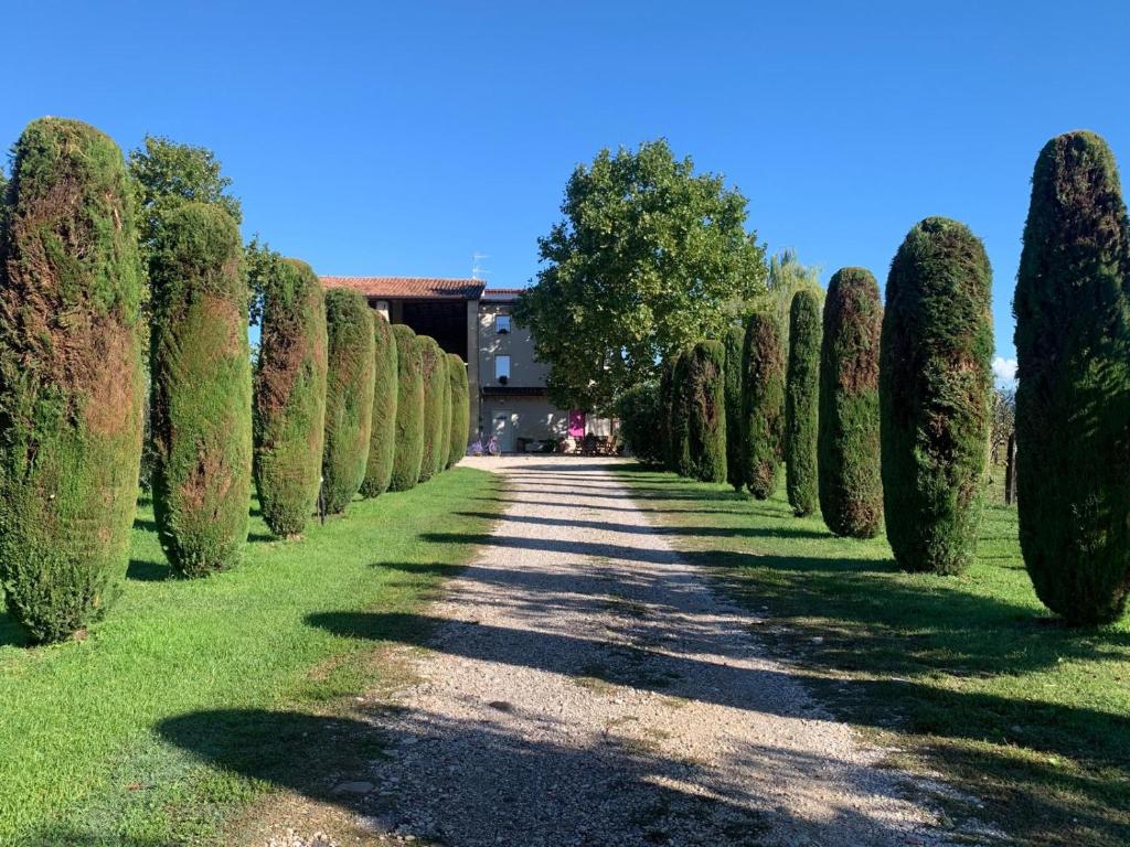 a row of trees lining a road in a park at Agriturismo Corte Bonetti in Pescantina