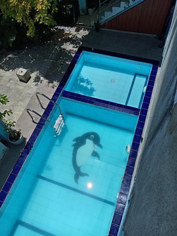 a dolphin swimming in a blue swimming pool at GT Homes Peradeniya in Peradeniya