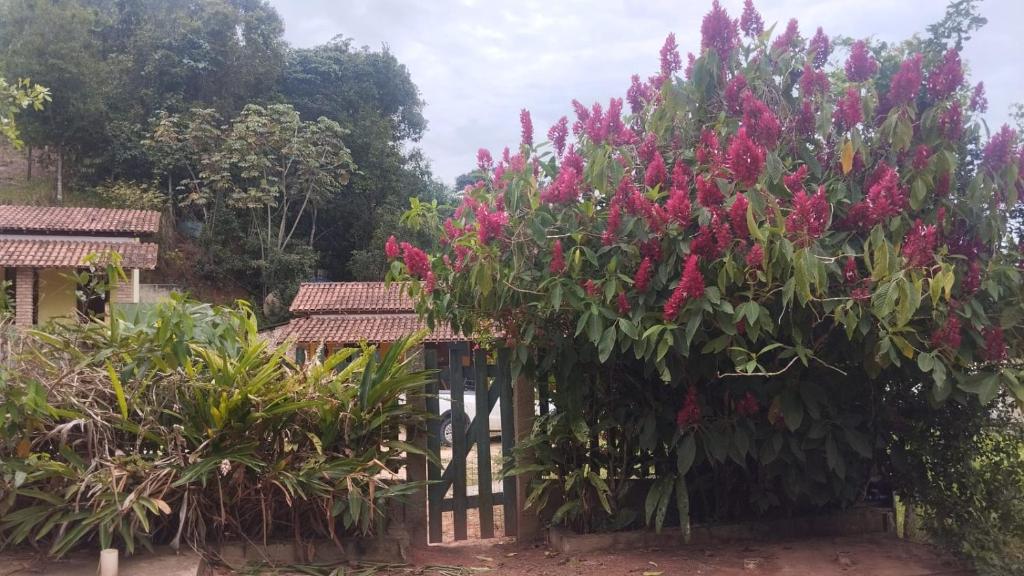 a garden with pink flowers on a fence at Recanto Zen centro Cumuruxatiba in Cumuruxatiba
