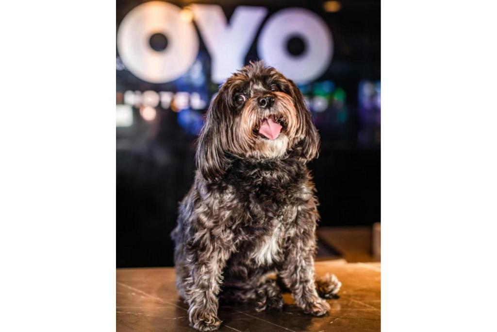 OYO Hotel and Casino Las Vegas - 