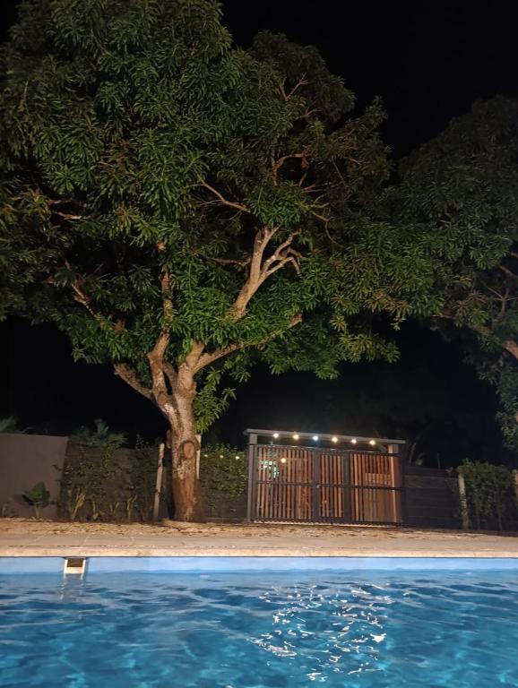 a tree next to a pool at night at Mango Beach in San Bernardo del Viento
