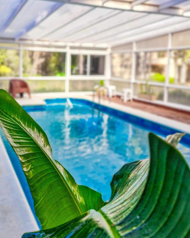 a swimming pool with a green plant in front of it at Hotel Blumig in Villa General Belgrano