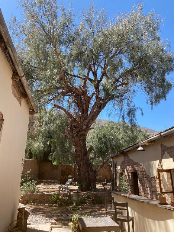 a large olive tree in the courtyard of a house at Refugio Caro Cox in Tilcara