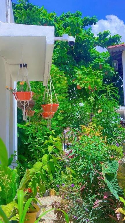 a garden with three flower baskets hanging from a building at Malkiya House in Zanzibar City