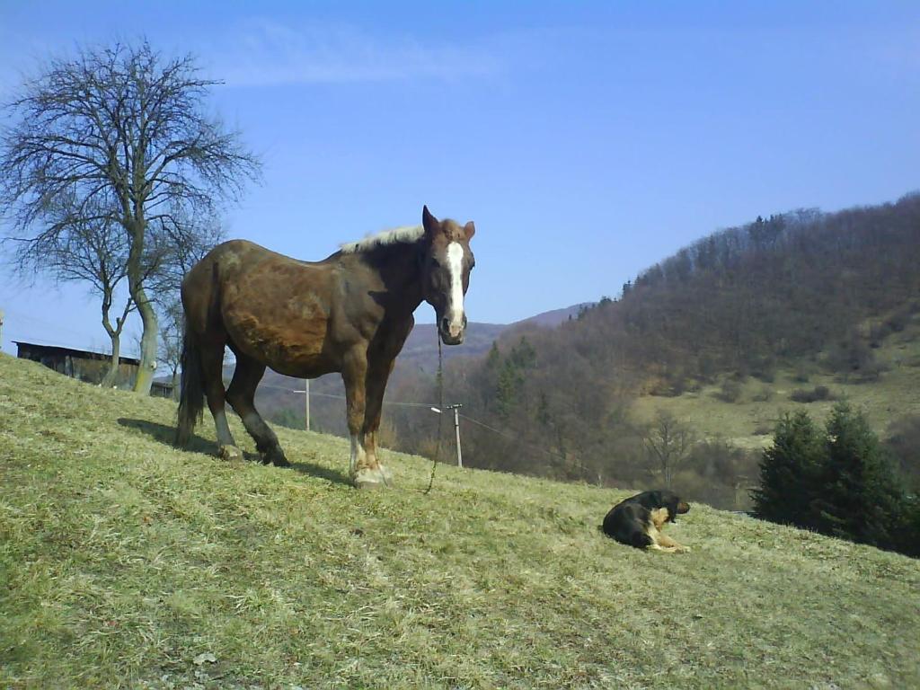 Čierny BlhにあるNa vŕškuの犬の隣の丘の上に立っている馬