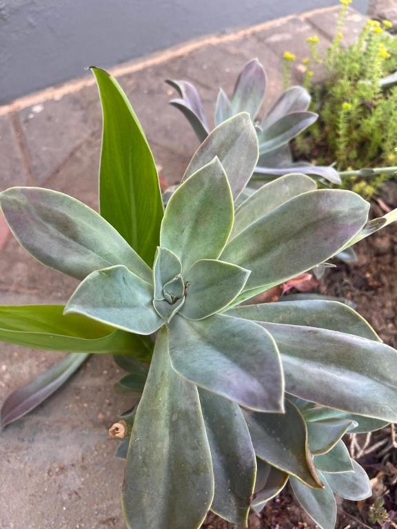 a green plant with green leaves in a garden at Riverside in Beaufort West