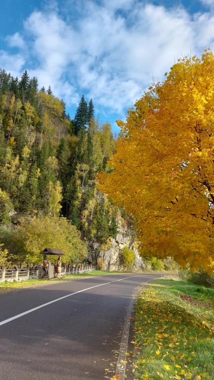 an empty road with trees on the side of a mountain at МріяТИ in Verkhovyna