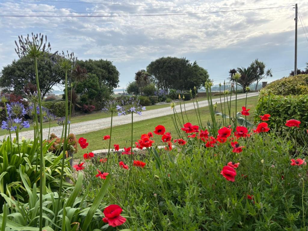 a field of red flowers in a park at Le Gîte de la Baie du Kernic in Plounévez-Lochrist