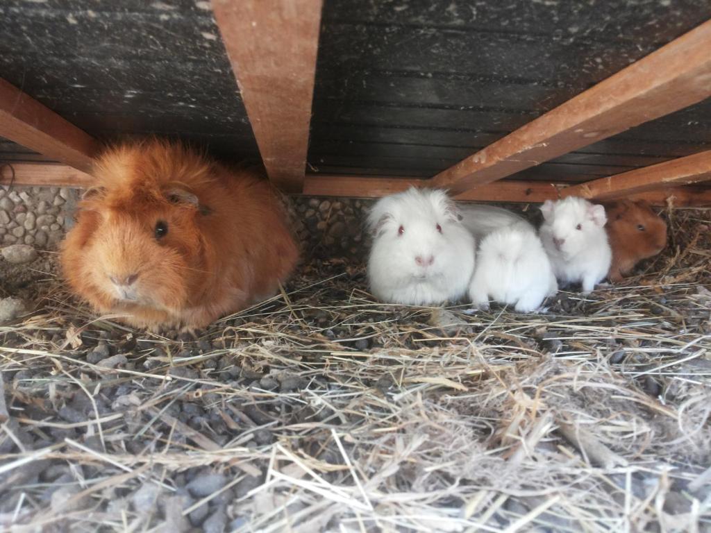 Állatok az apartmanban vagy a közelben