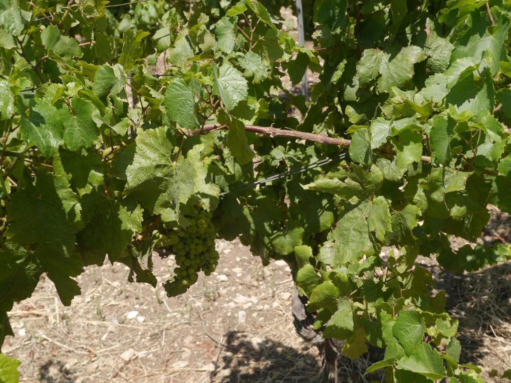 Vonkajšia záhrada v ubytovaní Casa nel Vigneto Erice