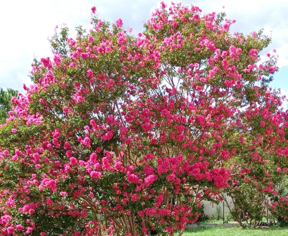 two trees filled with pink flowers in a yard at Chambre d'hôte l'Olivier in Charly