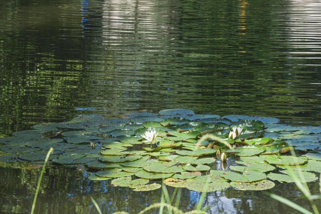 Domaine de la Résidence - Hôtel, Spa & Restaurant - Lodge - Au Fil De L'eau