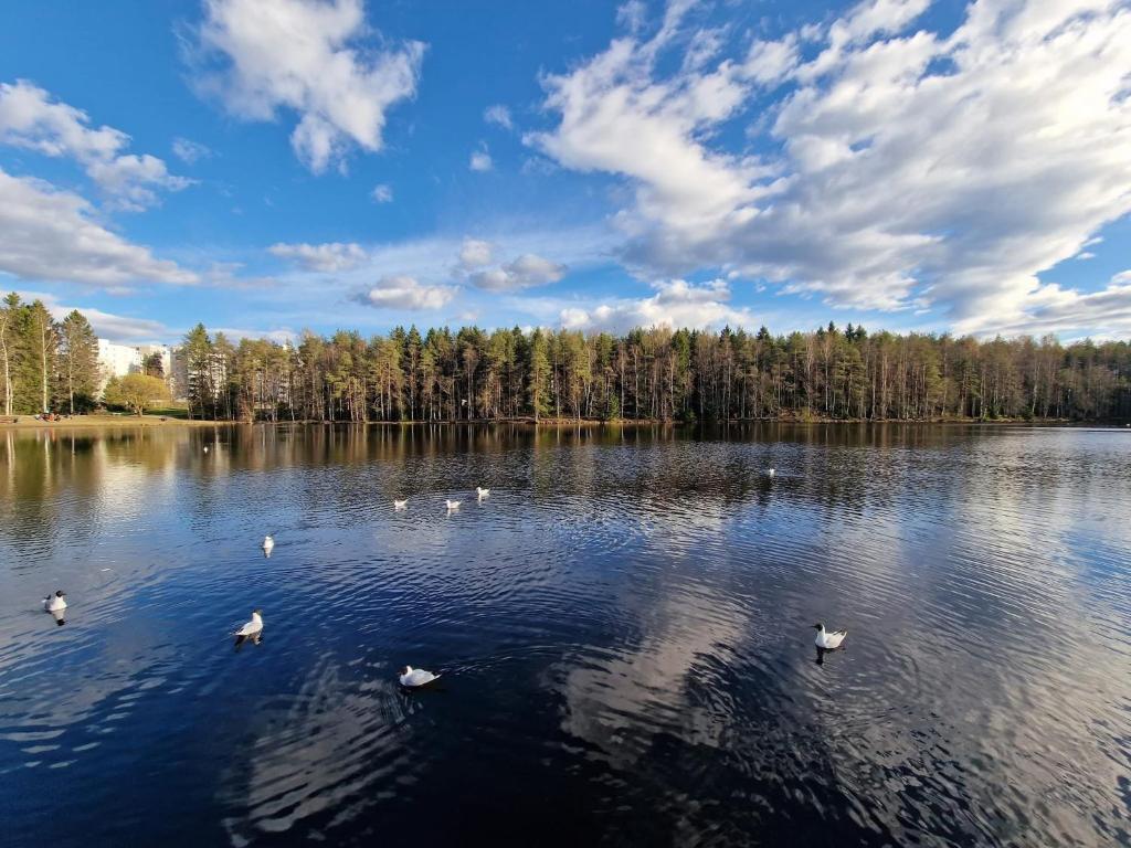 Un grupo de patos nadando en un gran lago en Sonoramexi, en Tampere