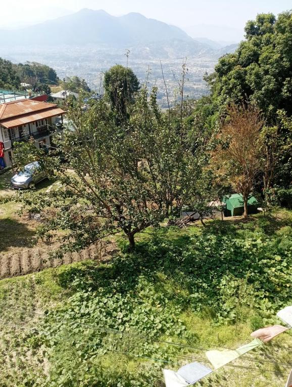 an apple tree in the middle of a field at Farm house in danda gaun, shivapuri in Kathmandu