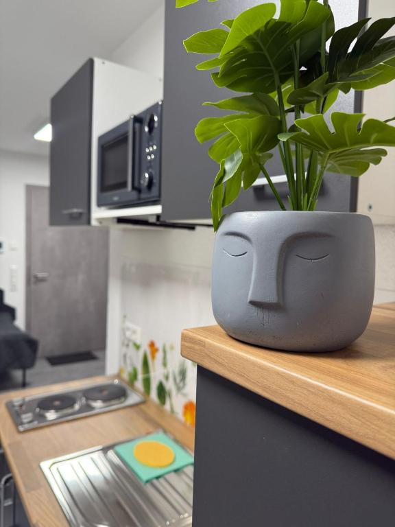 a plant sitting on top of a counter in a kitchen at Ruhige Apartments an der Donau - Schwaben Living in Munderkingen