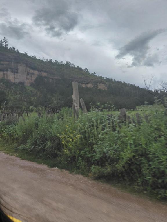 a view of a field of flowers from a car at Tello de luks in Chihuahua