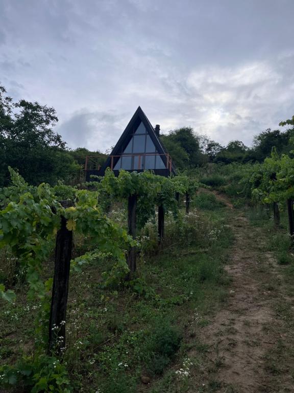 a small house in a vineyard with a dirt road at A frame Miška in Nána