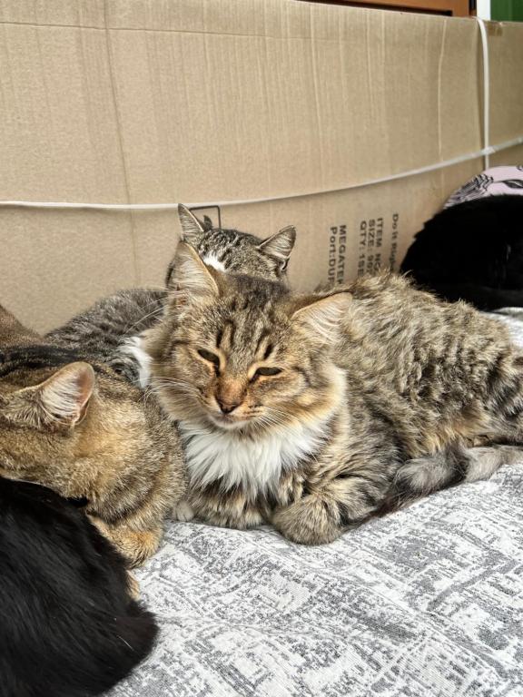 Gallery image of Camping villa lake shkodra in Omarë