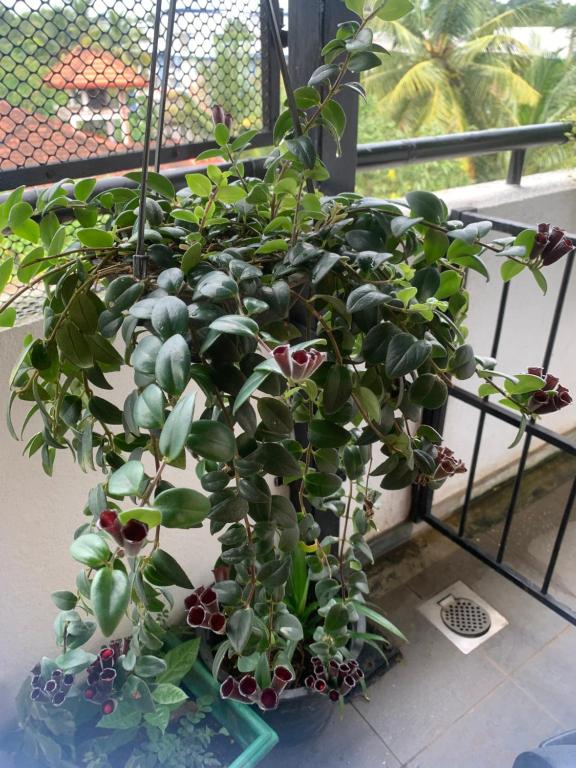 Κήπος έξω από το Green View