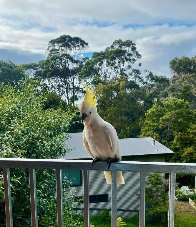 a cockatoo sitting on the railing of a balcony at The Bluff Shack in Wye River