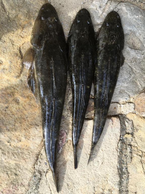 two pairs of black shoes sitting on a rock at Dreamtime Bay 