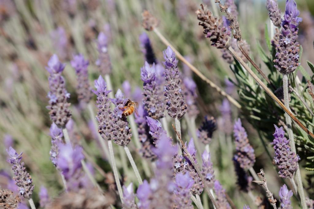 Havelock North Holiday Park - Resim 45