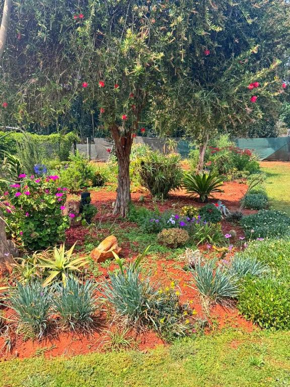 a garden with an apple tree and flowers at Bouleigh in Kempton Park