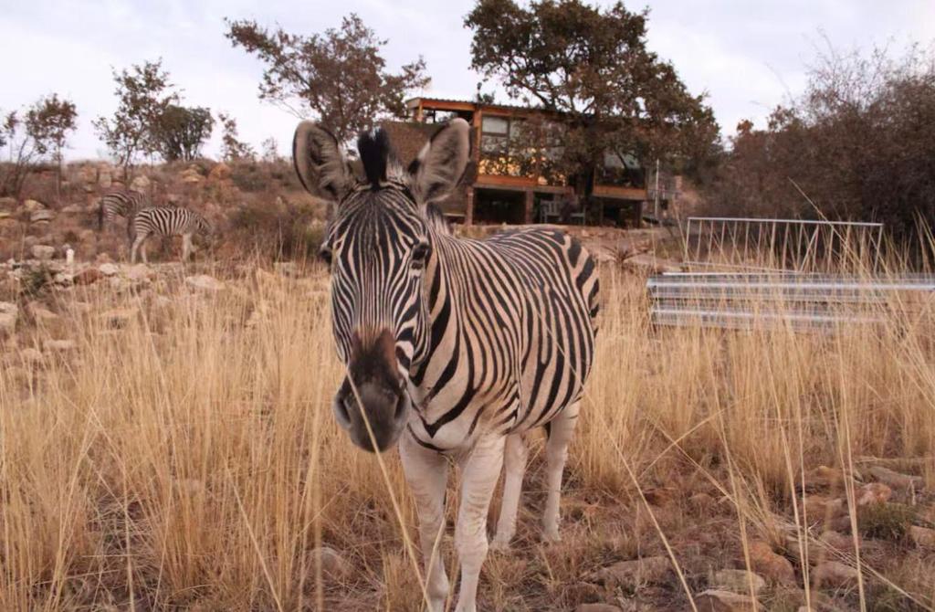 a zebra standing in a field of tall grass at Tierpoort Barn in Mountain in Tierpoort