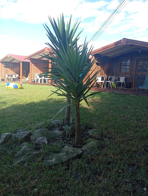 a palm tree in a yard next to a house at Dinocamp in Lourinhã