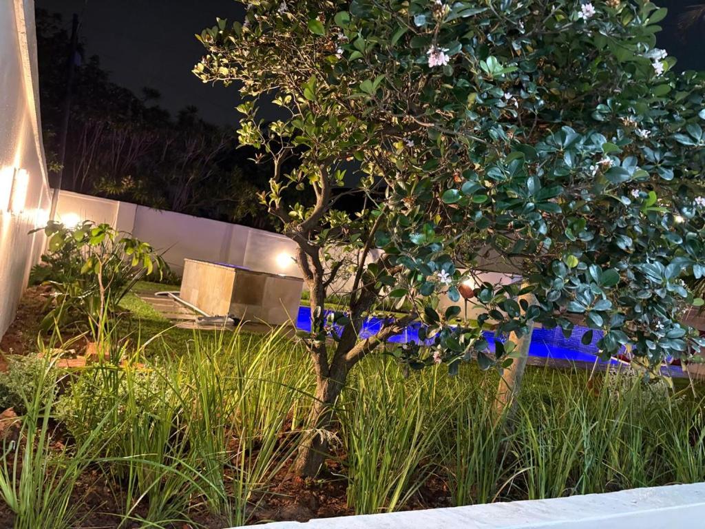 a tree in the middle of a garden at night at Rephidim Palace in Durban