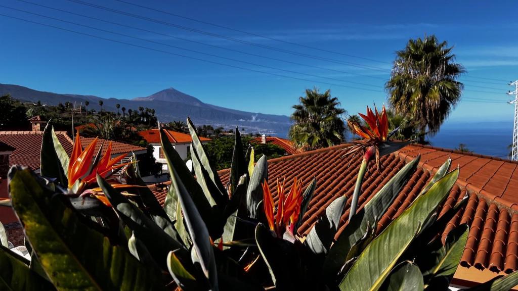 a cactus in front of a red roof at Jacaranda stylish ambiance with volcano and ocean views in Tacoronte