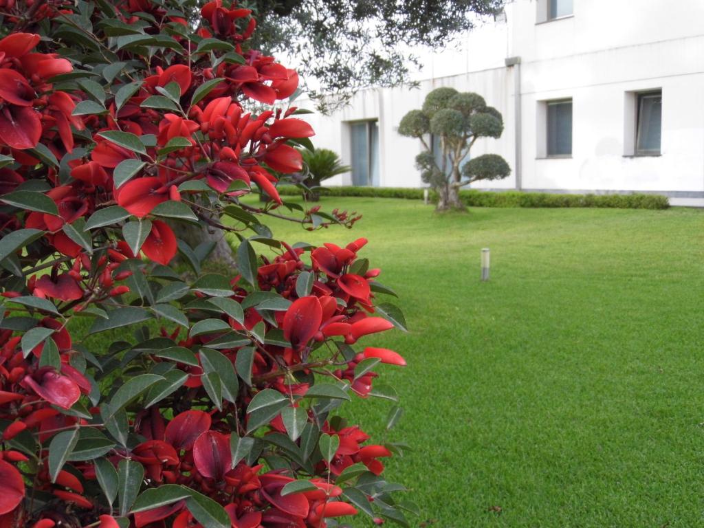 サンタ・ヴェネリーナにあるFiore dell'Etnaの建物前の赤い花の茂み