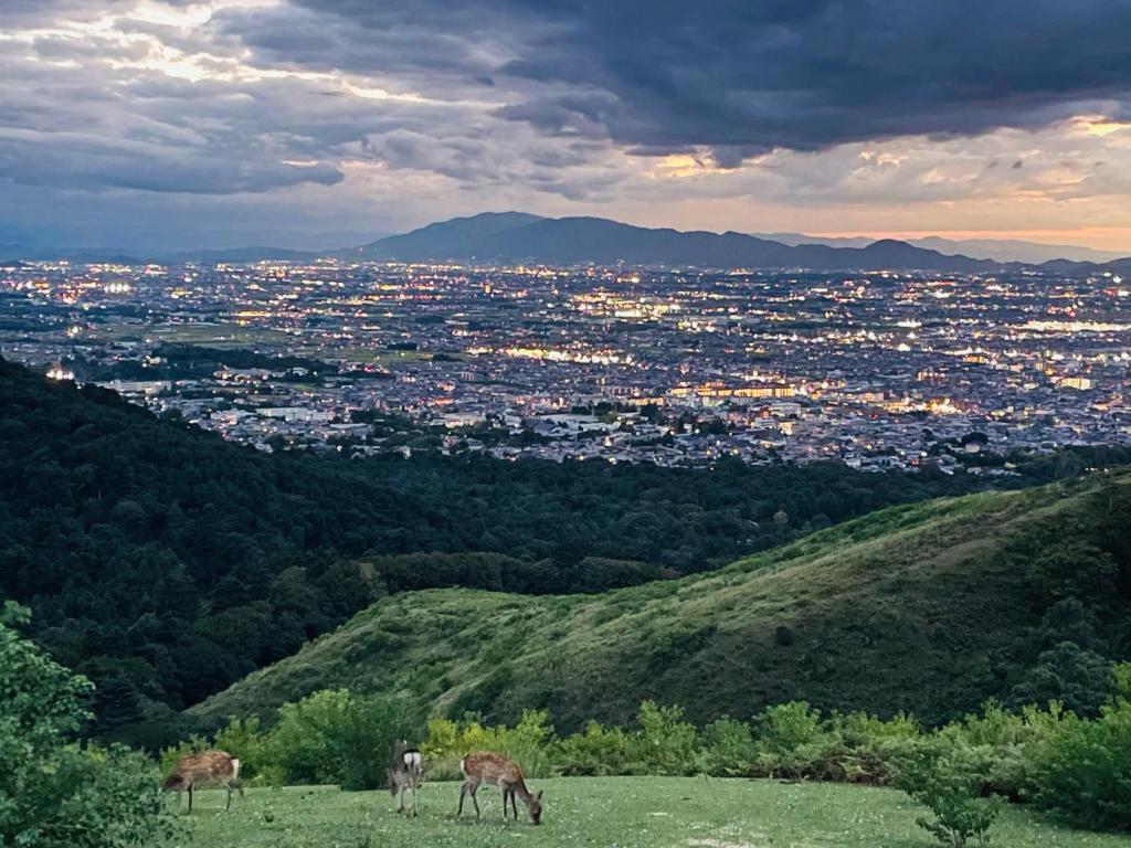 two animals grazing on a hill overlooking a city at Nara IROHA in Nara