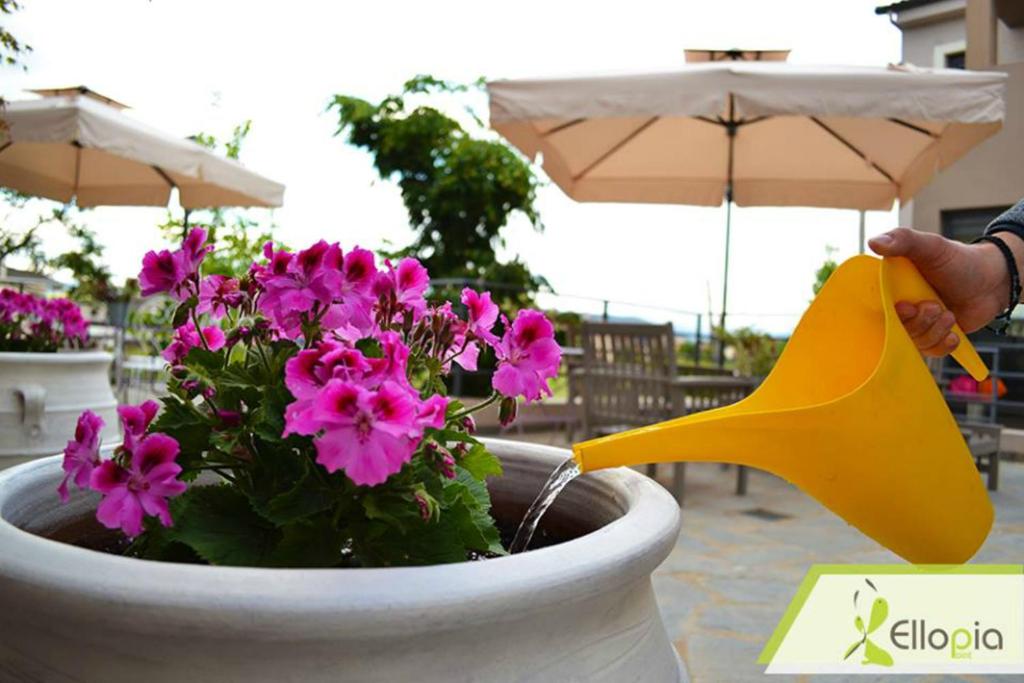 Zahrada ubytování Ellopia Point Hotel