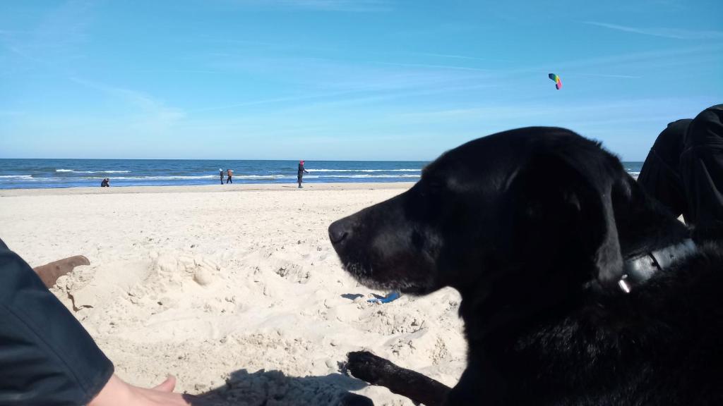 a black dog laying in the sand on the beach at Fischstübchen Neeberg Fewo 4 – Schwalbennest in Krummin