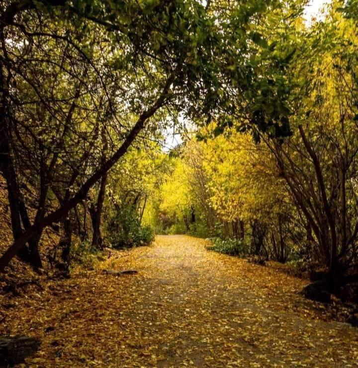 a road with trees and leaves on the ground at B&B Nonna Iolanda in Camigliatello Silano