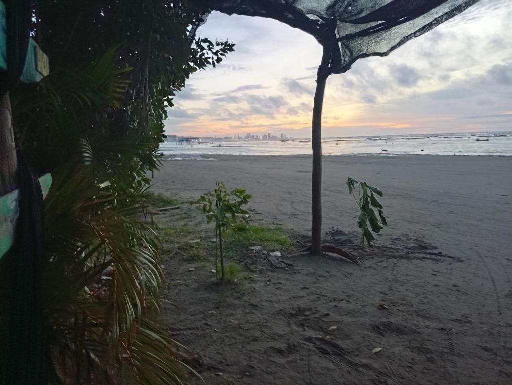 uma vista para uma praia com uma palmeira sobre ela em Cartagena Hostel em Cartagena de Indias