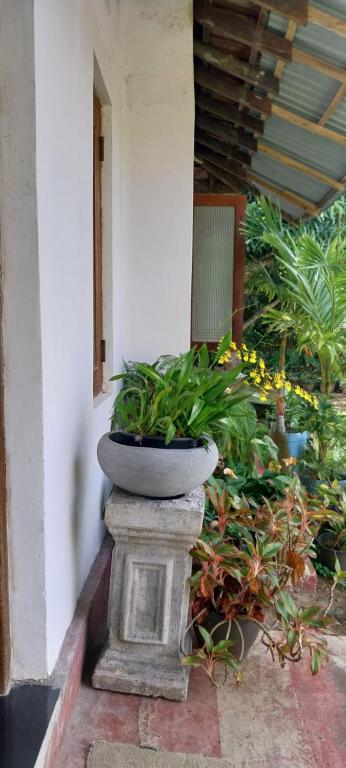 a planter sitting outside of a building with plants at Samaya guesthouse in Tangalle