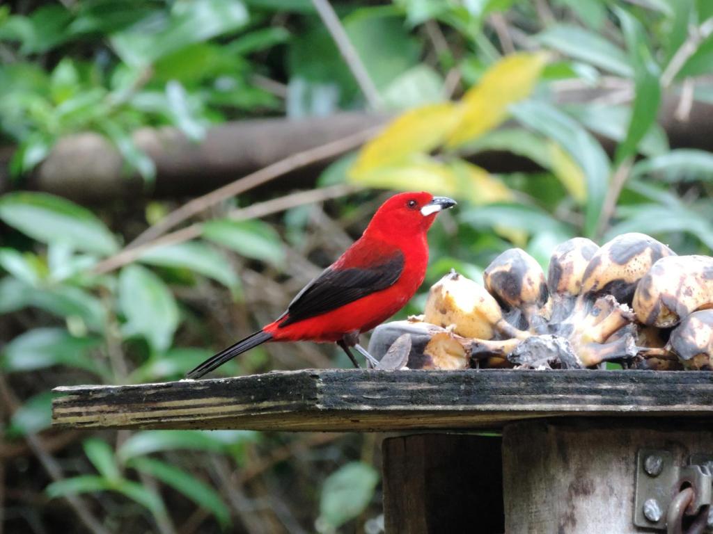  Pousada Sitio das Flores